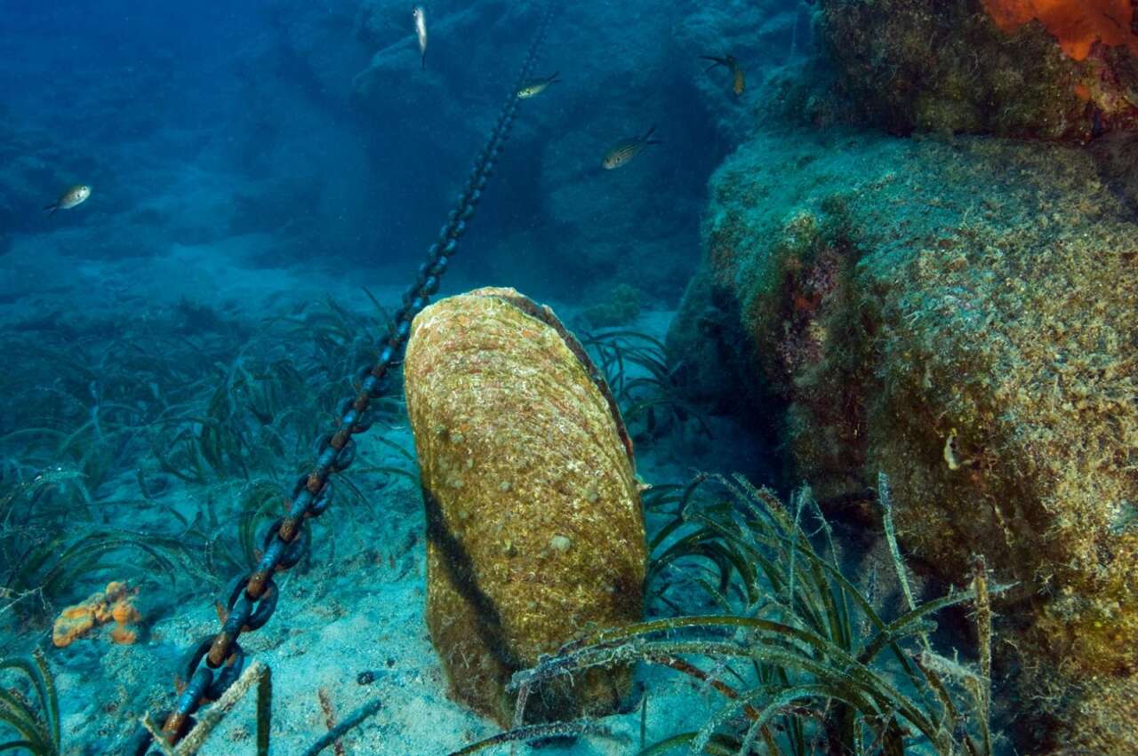 Göcek’te Tonoz Tarifesi Netleşti: Bağlama Ücretleri 3,45–169 Dolar Arasında 3